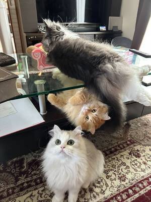 ソファでくつろぐ飼い主が目にした『奇跡の光景』に「完璧すぎる布陣」「可愛いが渋滞してる」