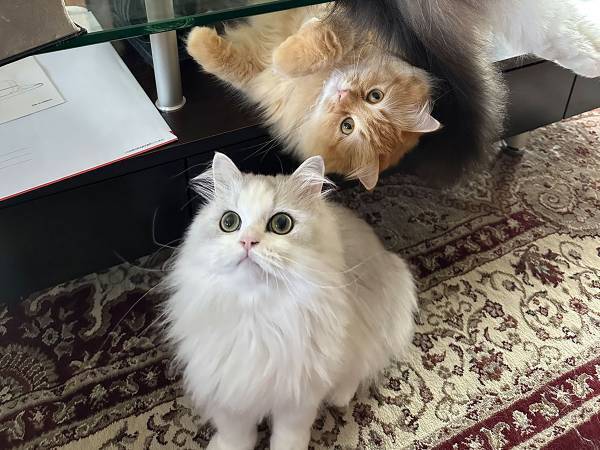 ソファでくつろぐ飼い主が目にした『奇跡の光景』に「完璧すぎる布陣」「可愛いが渋滞してる」