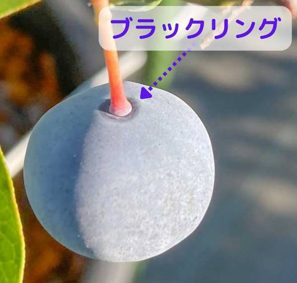「『ジュクシテル』のサインです」　農家が教えるブルーベリーの食べ頃に「座布団５枚！」