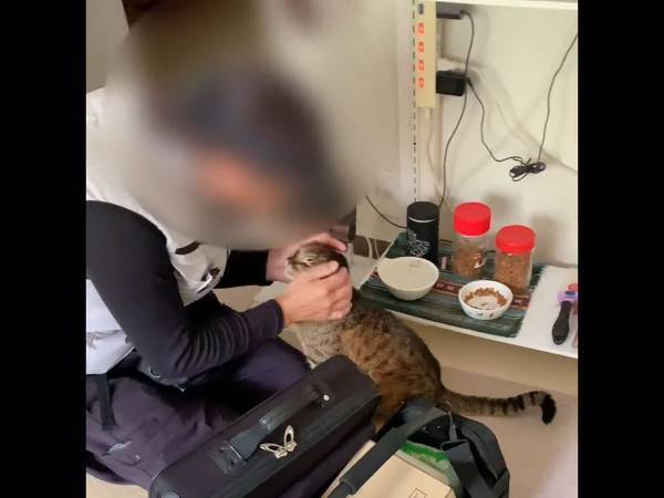 「猫好きだって分かる」　インターネットの接続工事に来たスタッフ、『おもてなし』にこの反応！