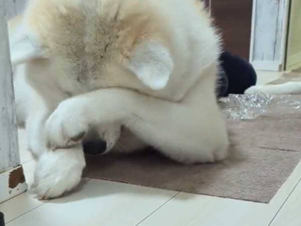 飼い主「眠たくなってきたイヌ」　睡魔と闘う様子に「反則級のかわいさだ…」