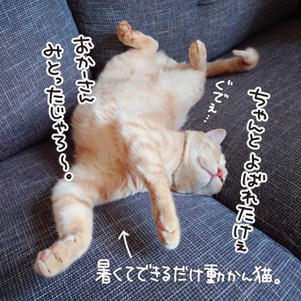 飼い主の呼びかけをなぜか無視する猫　理由に「笑いが止まらない」「コーヒー吹き出しそうになった」