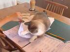 猫が夏休みの宿題を全力阻止！　愛らしい『攻防戦』にキュン不可避