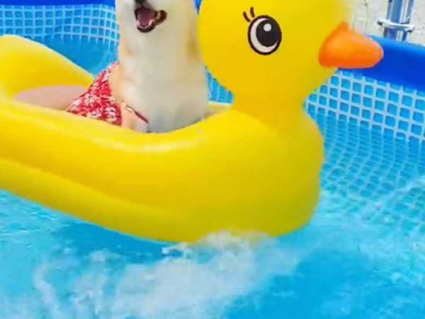 プールで遊ぶ柴犬　感情が伝わってくる表情に「かわいすぎる」の声！