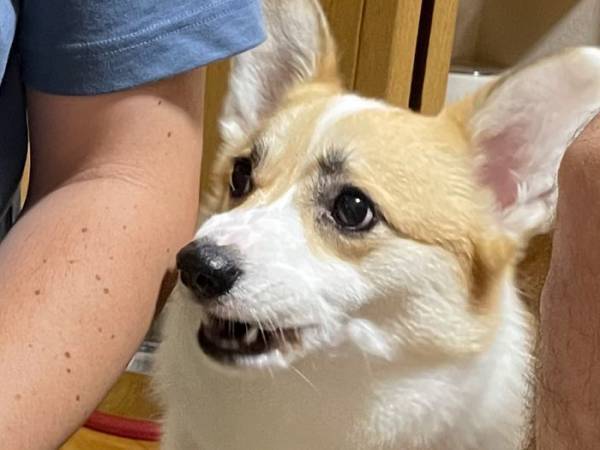 「わんわんにオヤツあげていいよ」といわれた２歳児　オチに「爆笑した」