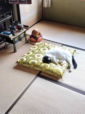 ちょっとそこは…　のんびりくつろぐ猫が選んだ場所に「天才」「魅力的なんだろう」