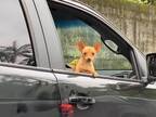 渋滞中の道路で獣医師を見かけた小型犬　見せた『リアクション』に爆笑！