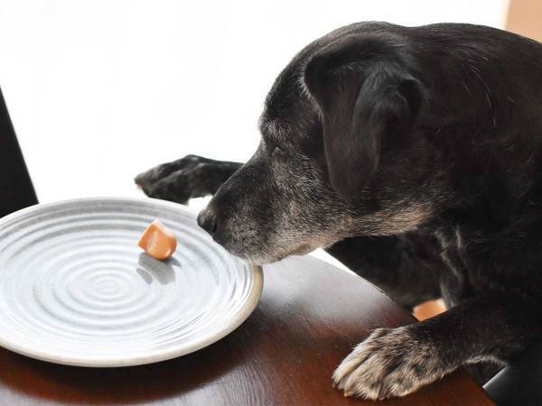 目の前のソーセージを食べたい犬　飼い主が「上品にね」というと？「面白すぎる！」