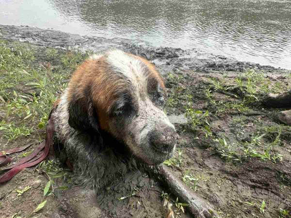男性たちが川下りをしていると、犬の鳴き声が聞こえて？　続く展開に「ヒーローだ！」