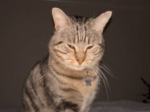 「賢すぎる！」　朝ごはんを食べたい猫が考えた『飼い主を確実に起こす方法』とは？