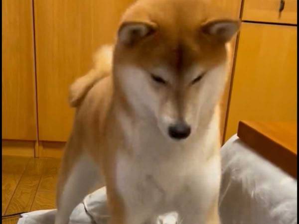 カーペットにセミ…かと思いきや？　柴犬の反応に「可愛すぎ」「声出して笑った」
