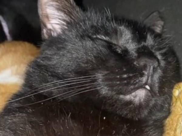 飼い主のパンを盗んだ猫　その『使い方』にツッコミ不可避「だから猫が好き」