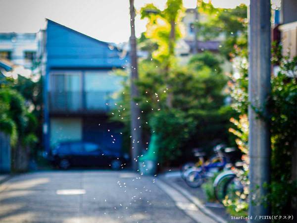 頭上に出現する『あの虫の大群』から逃げるには？　正解に「間違ってた」「そんな習性が…」