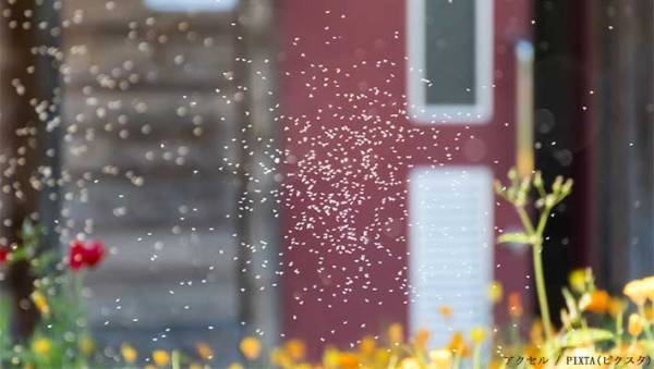 頭上に出現する『あの虫の大群』から逃げるには？　正解に「間違ってた」「そんな習性が…」