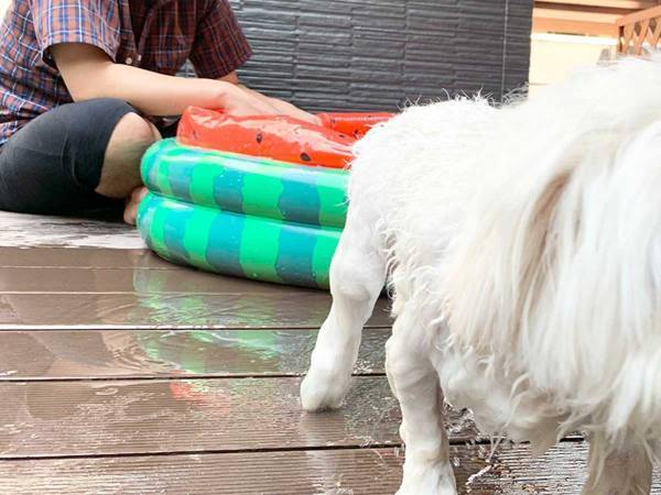 プールに入れられた犬　本音がだだ漏れな表情に「爆笑」「なんて素直なの」