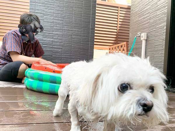 プールに入れられた犬　本音がだだ漏れな表情に「爆笑」「なんて素直なの」