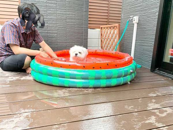 プールに入れられた犬　本音がだだ漏れな表情に「爆笑」「なんて素直なの」