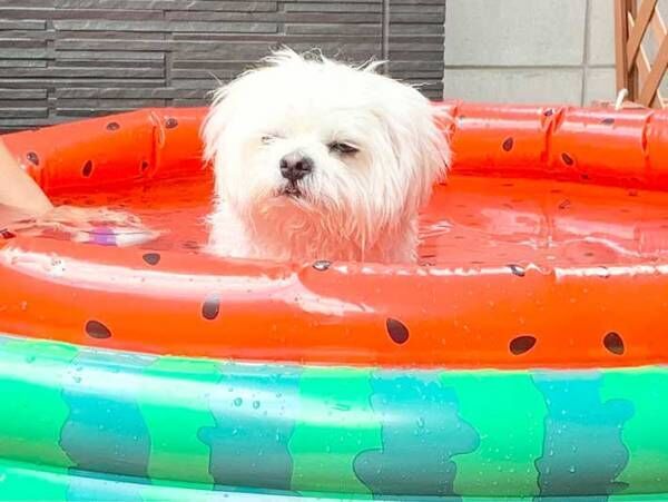 プールに入れられた犬　本音がだだ漏れな表情に「爆笑」「なんて素直なの」