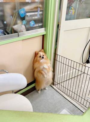 シャンプーを終えた愛犬を迎えに行くと…？　待ち姿に「なにがあった」「立たされてるの？」