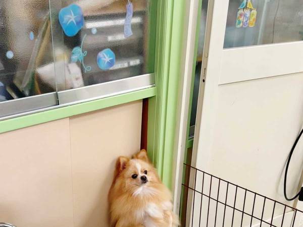 シャンプーを終えた愛犬を迎えに行くと…？　待ち姿に「なにがあった」「立たされてるの？」