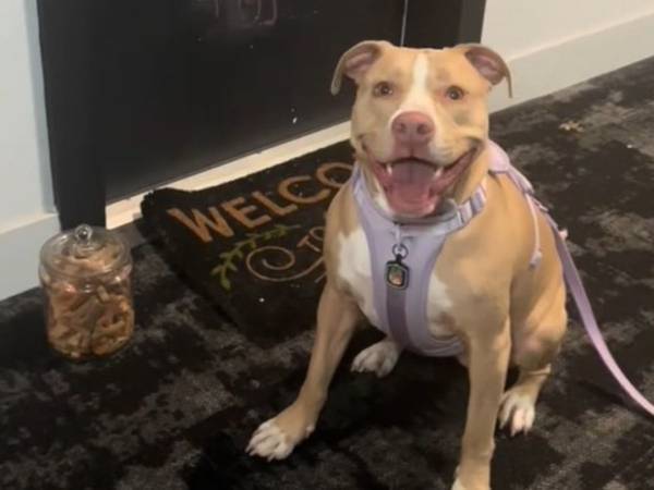 アパートに住む犬　ある日、隣人のドアの前に置かれていたのは…？「泣いてしまった」