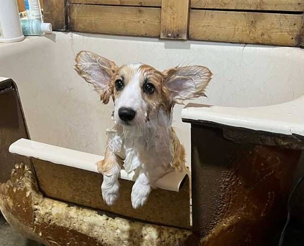 「シャンプーで濡れた子犬コーギーが別犬だった件」　飼い主の投稿に衝撃「濡れるとやばい」