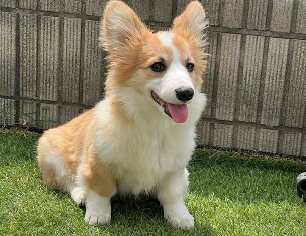 「シャンプーで濡れた子犬コーギーが別犬だった件」　飼い主の投稿に衝撃「濡れるとやばい」