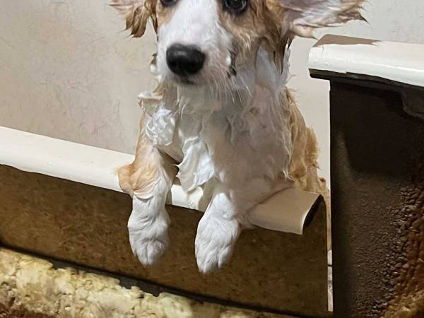 「シャンプーで濡れた子犬コーギーが別犬だった件」　飼い主の投稿に衝撃「濡れるとやばい」