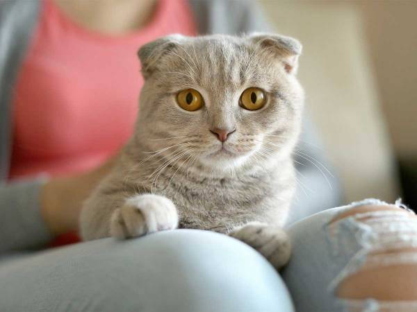 愛猫に『幸せなら手をたたこう』を歌ったら？　猫の反応に「声出して笑った」