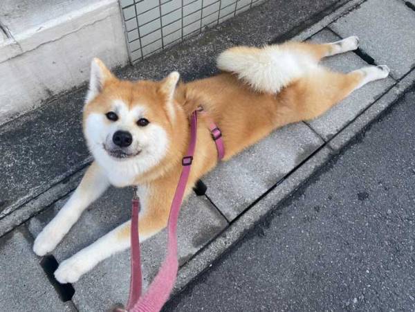 ２時間半も散歩を続ける犬　帰りたい飼い主へ向けた、表情に「これは許す」「笑った」