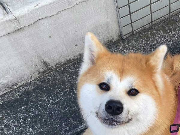 ２時間半も散歩を続ける犬　帰りたい飼い主へ向けた、表情に「これは許す」「笑った」