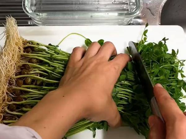 『無限豆苗生活』をする社員　役立つ豆知識に「知らなかった」「めっちゃ便利そう」