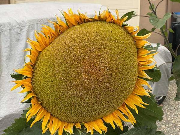 「ヒマワリ…ですよね？」「夜に見たら泣いちゃう」　散歩中に見かけたヒマワリが巨大すぎて…？