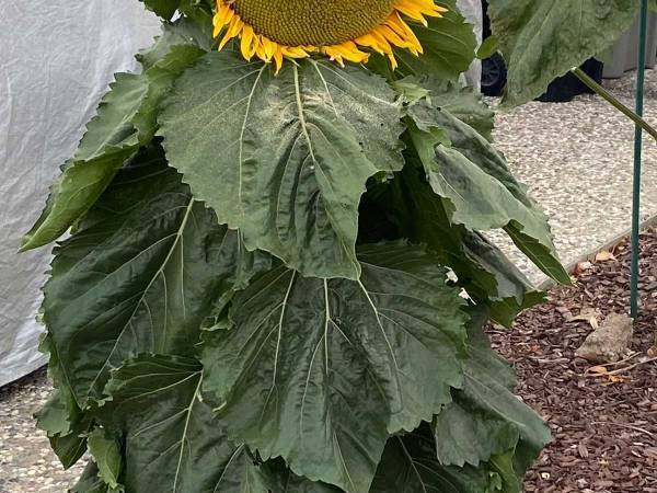 「ヒマワリ…ですよね？」「夜に見たら泣いちゃう」　散歩中に見かけたヒマワリが巨大すぎて…？