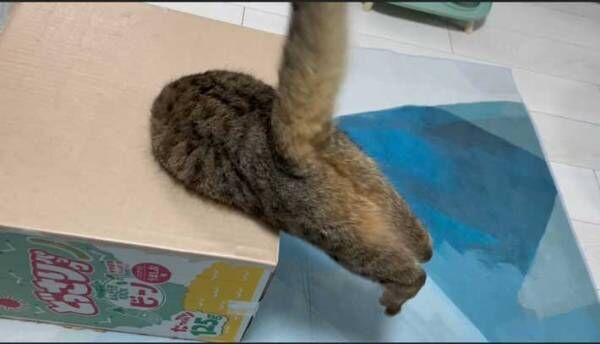 『ダンボール箱に猫が突き刺さってる』　衝撃の光景をご覧ください