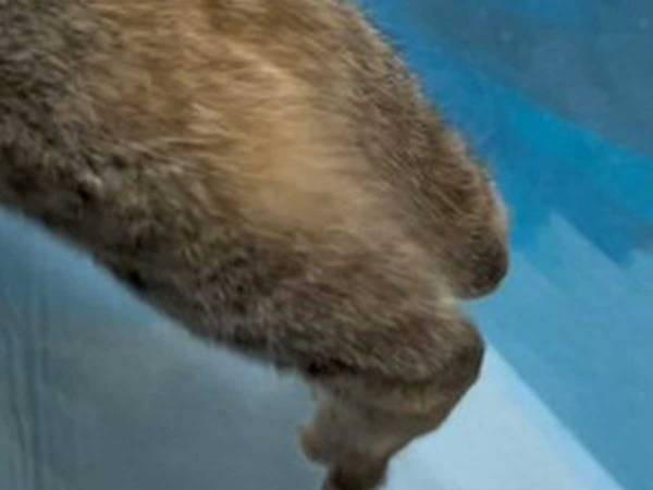 『ダンボール箱に猫が突き刺さってる』　衝撃の光景をご覧ください