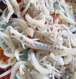 シラスを食べようとして「えっ？」　混入した物に「すごすぎる」「むしろ大当たり」