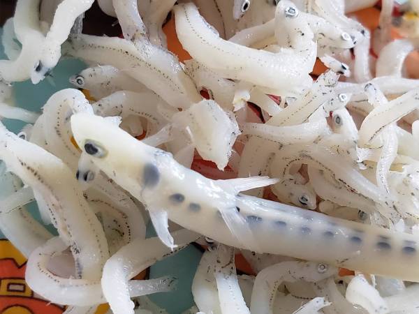シラスを食べようとして「えっ？」　混入した物に「すごすぎる」「むしろ大当たり」