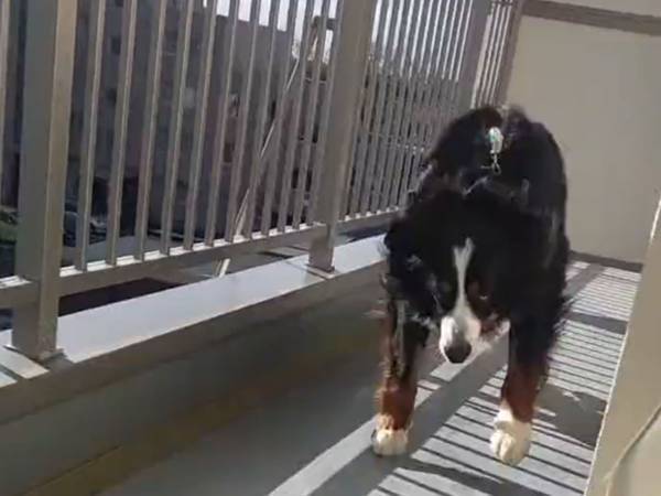 飼い主が病気でダウン　その時の『犬の対処』に「賢い！」「健気さにキュンとした」