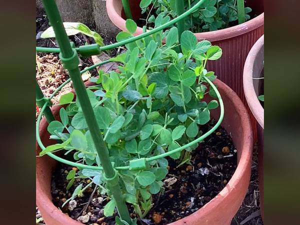 豆苗を育ててみたら花が咲いて？『行きつく先』に「マジか」「知らなかったんだけど」