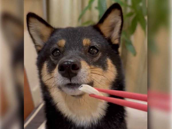 おやつを前に『待て』をする犬　次の瞬間「笑った」「バレてないと思ってそう」