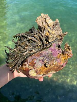 「岩をひっくり返したら戻して」　その理由に「納得した…」「必ず戻します」の声