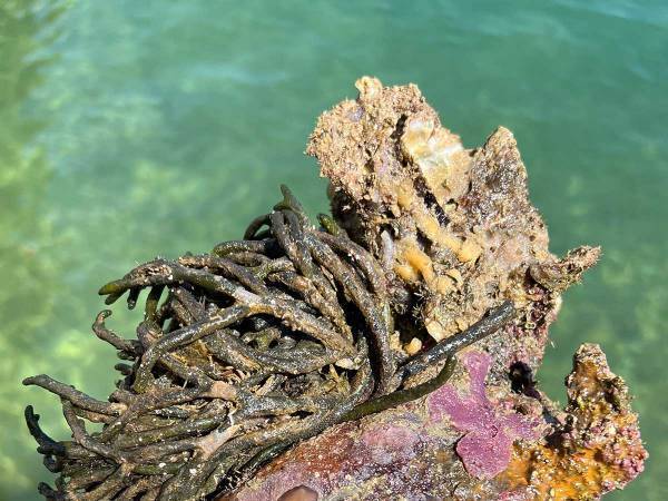 「岩をひっくり返したら戻して」　その理由に「納得した…」「必ず戻します」の声