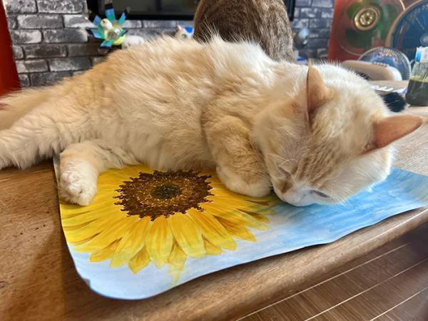 「夏休みの宿題がピンチです」　小学生を襲った妨害に「最高か？」「天才」