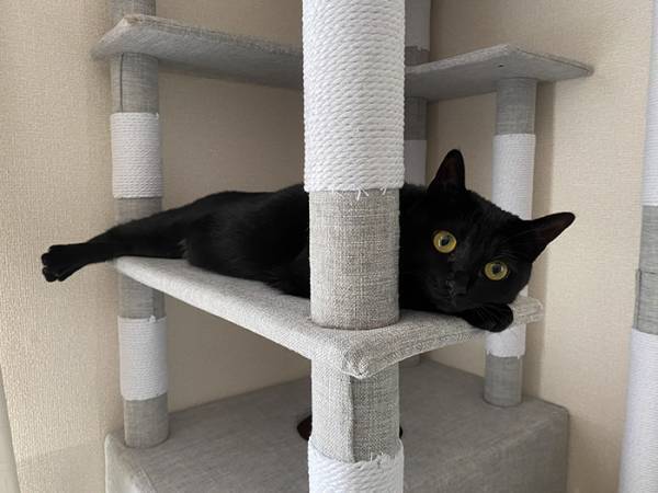 いつもは天使のような猫　衝撃的な１枚に「完全にモンスター」「怖すぎて爆笑した」