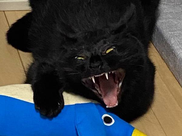いつもは天使のような猫　衝撃的な１枚に「完全にモンスター」「怖すぎて爆笑した」