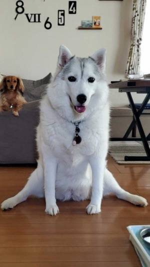 「なんちゅう座り方や！」　大型犬がキュートな『おすわり』を披露