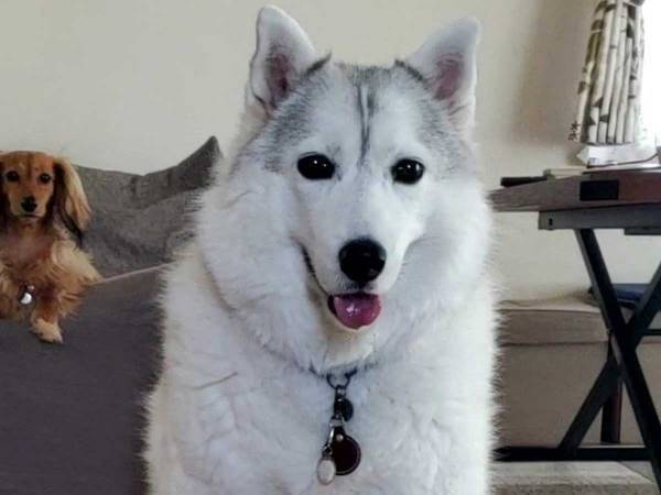 「なんちゅう座り方や！」　大型犬がキュートな『おすわり』を披露