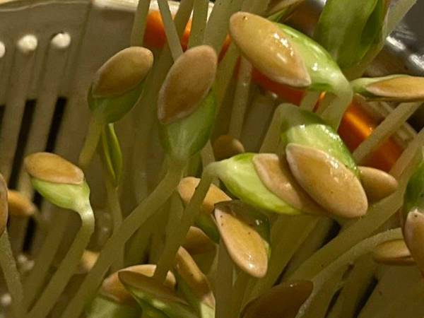 「そんなところで！？」「こんなことってあるんだ…」　メロンの種、うっかり発芽