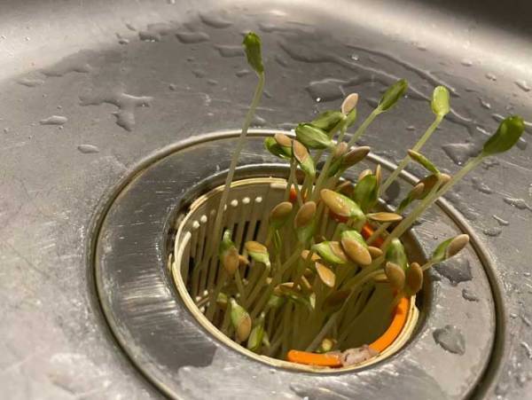 「そんなところで！？」「こんなことってあるんだ…」　メロンの種、うっかり発芽